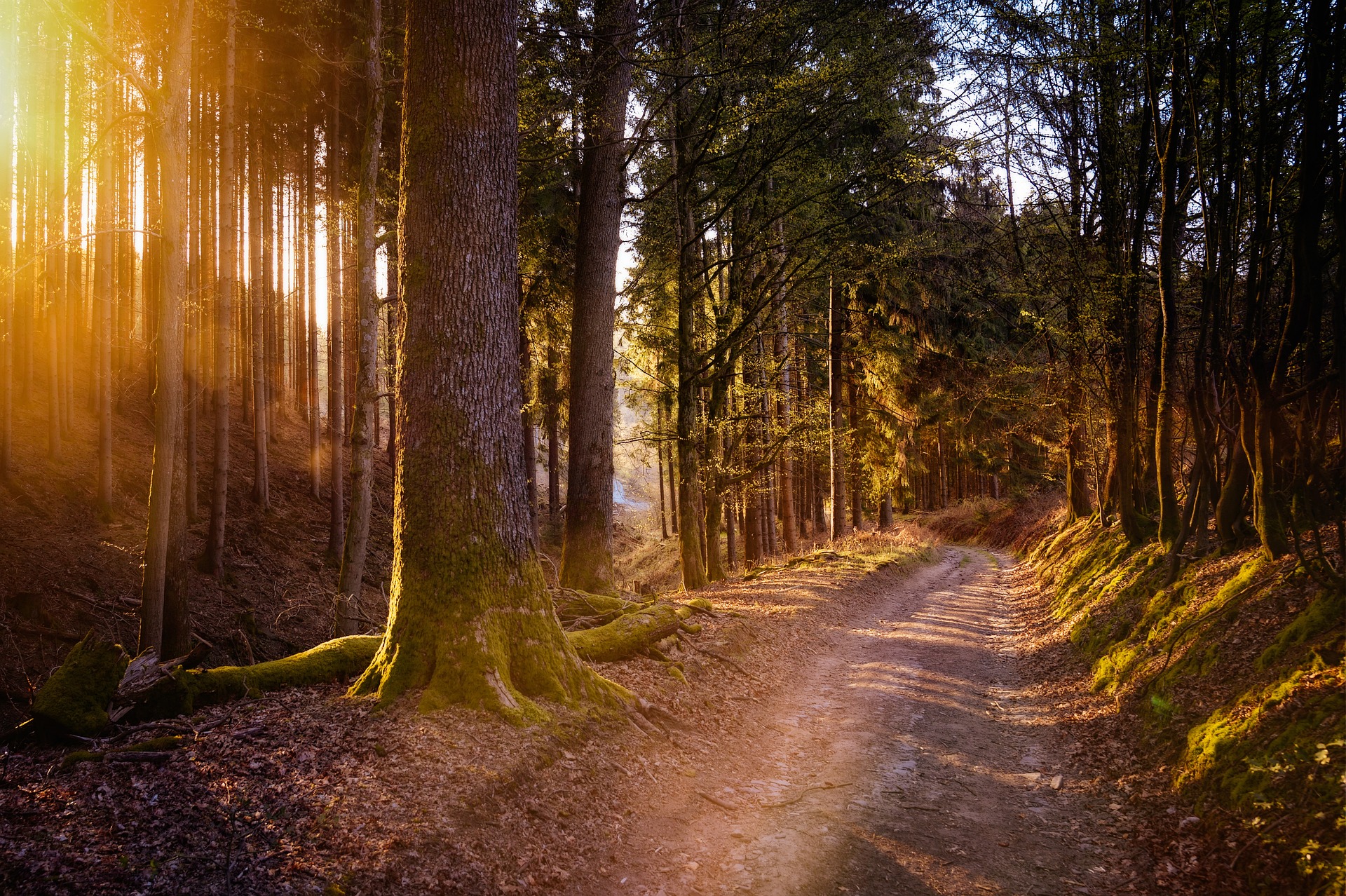 A forest path similar to hiking trails in Branson, MO.